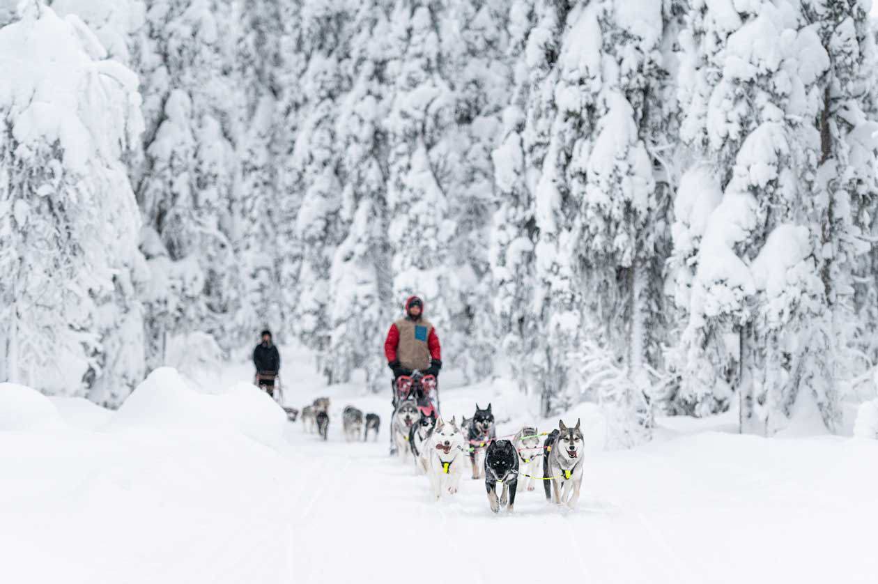 Gita con cani da slitta Foto: Copyright © Swedish Lapland