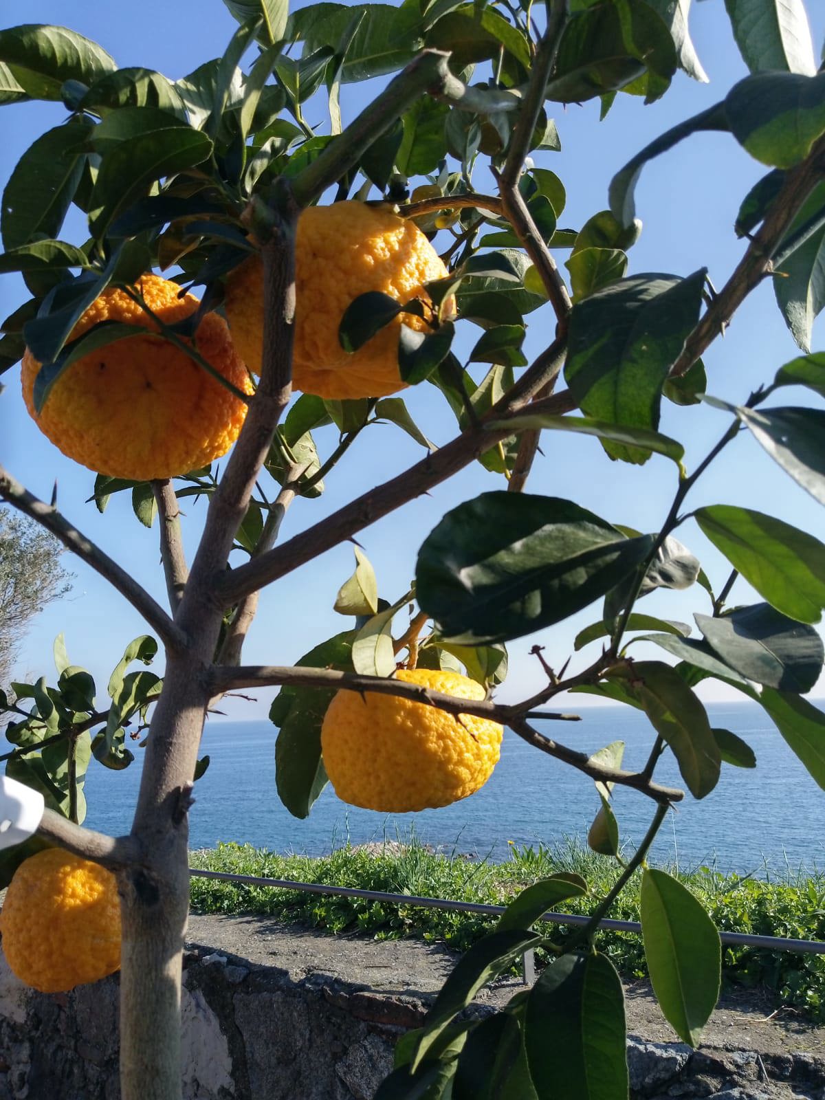 chinotto_credit Comune di Savona