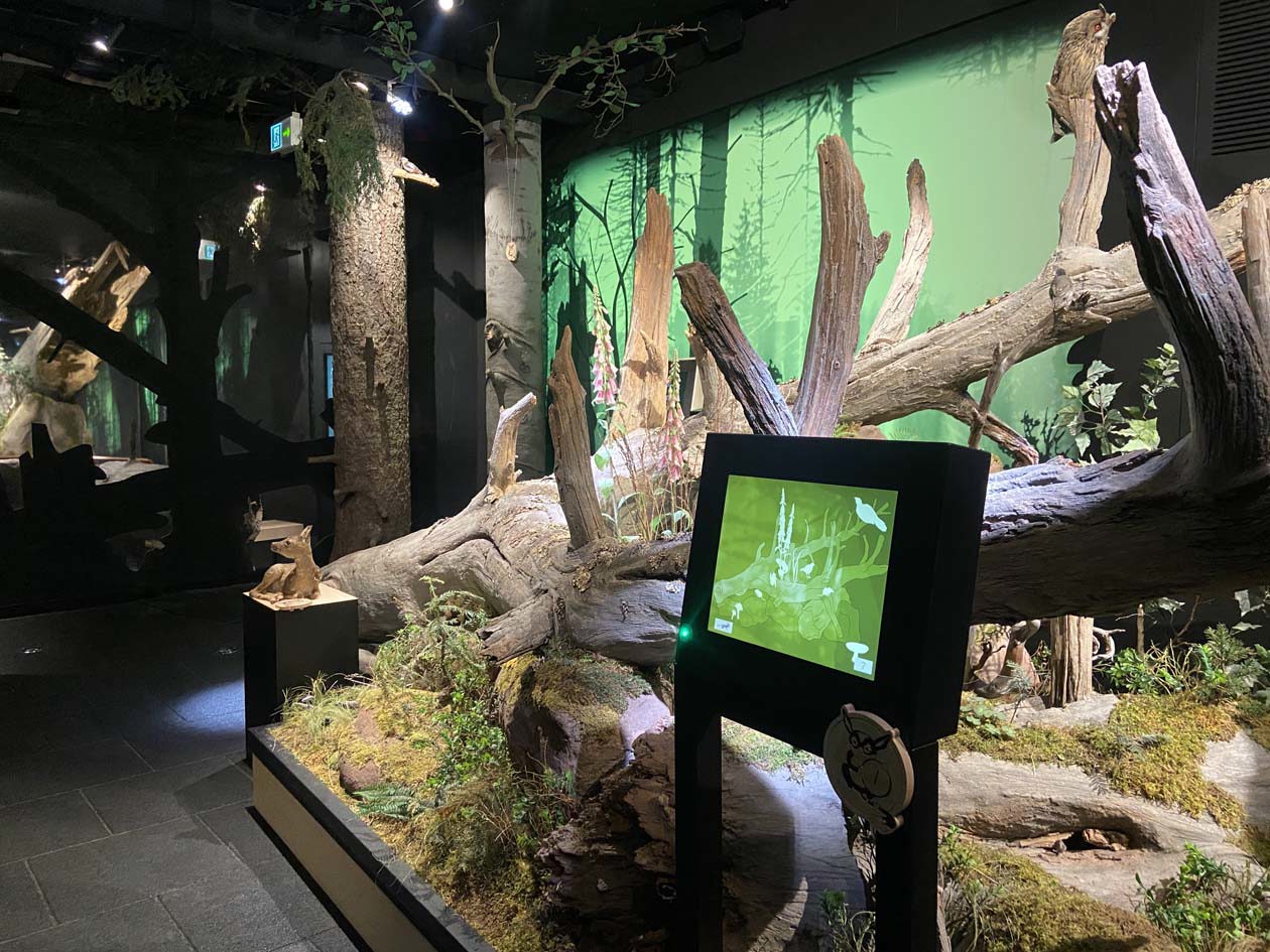 Interni del National Park Center di Ruhestein, a circa 900 metri di altitudine, sulla Strada Alta della Foresta Nera, punto di partenza per esplorare il Parco Nazionale della Foresta Nera. Si trova in via Schwarzwaldhochstraße 2, a Seebach. Foto Copyright © Avion Tourism Magazine - Sisterscom.com