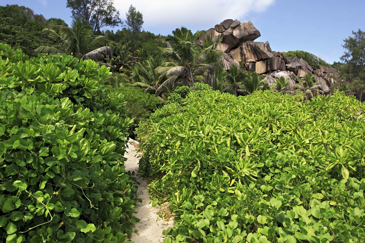 Mangrovie di Anse Volbert, isola di Praslin, Seychelles Copyright © Sisterscom.com / Depositphotos