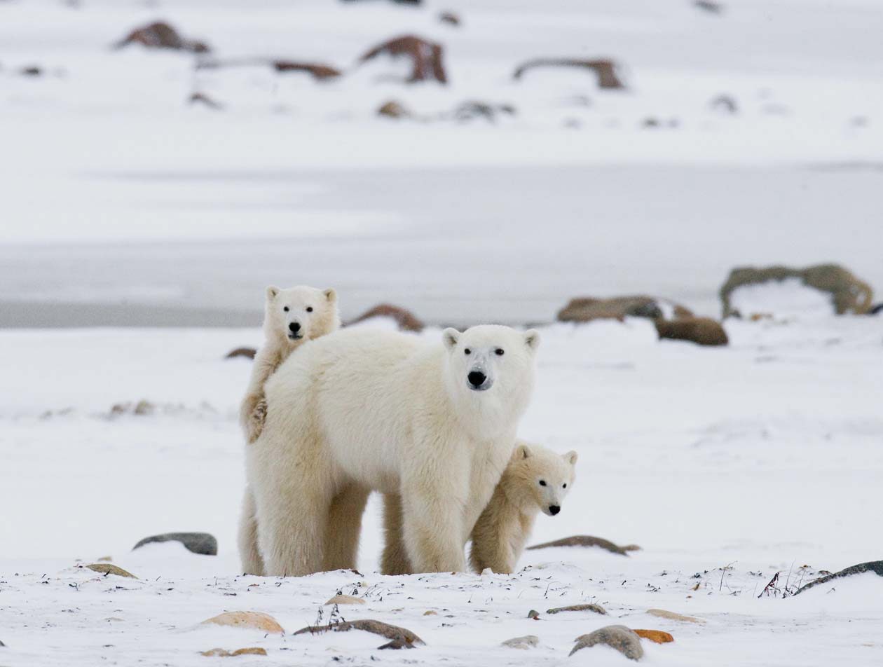 Orso Polare, Norvegia Copyright © Sisterscom.com / Depositphotos