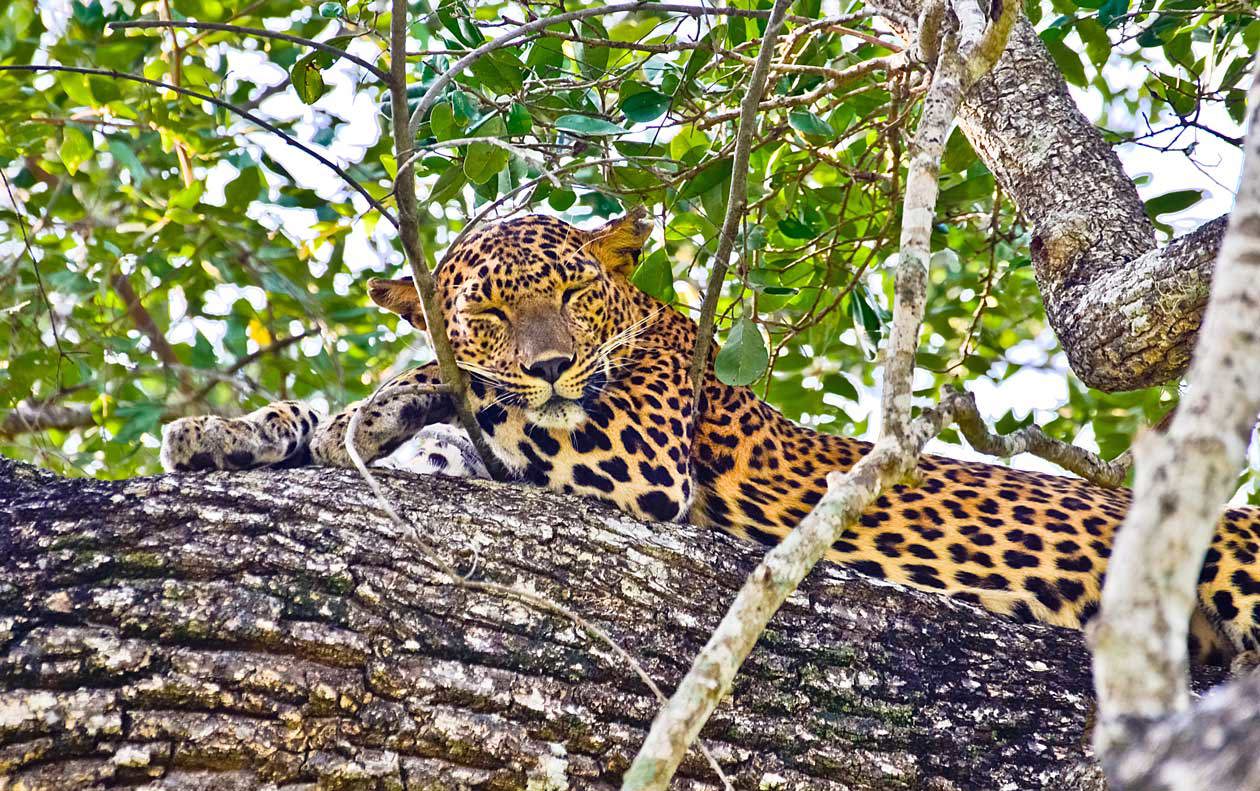 Wilpattu National Park Copyright © Sisterscom.com / Depositphotos