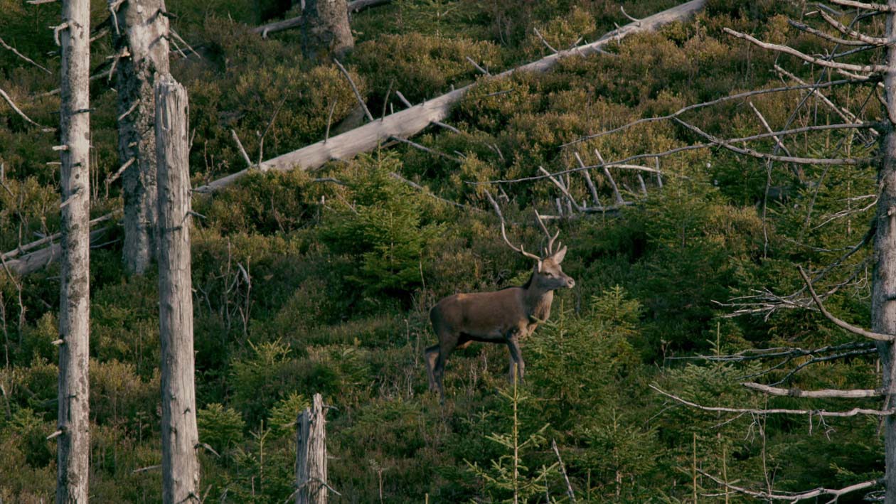 National Park Schwarzwald, Rothirsch © Black Forest Collective