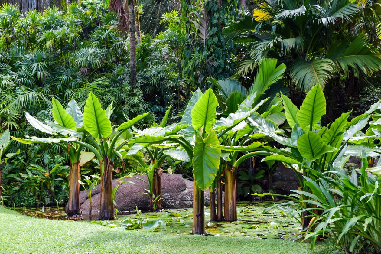 Giardino Botanico di Victoria, isola di Mahé, Seychelles Copyright © Sisterscom.com / Depositphotos