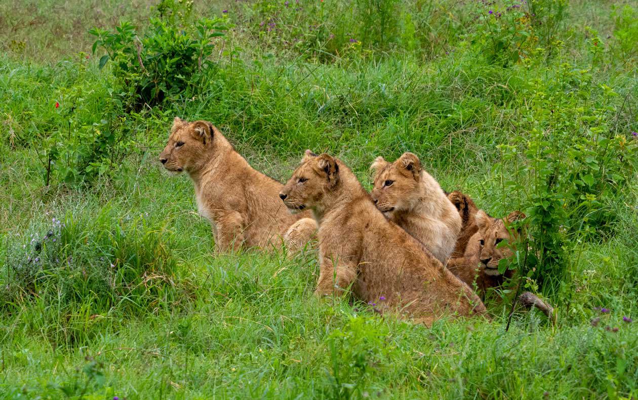 Zanzibar, safari. Foto: Copyright © Sisterscom.com / Depositphotos