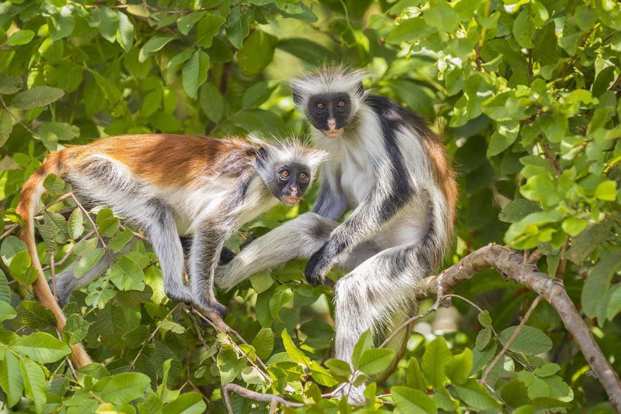 Parco Nazionale Jozani Chwaka Bay, scimmia Colobo Rossa di Zanzibar Foto: Copyright © Sisterscom.com / Depositphotos