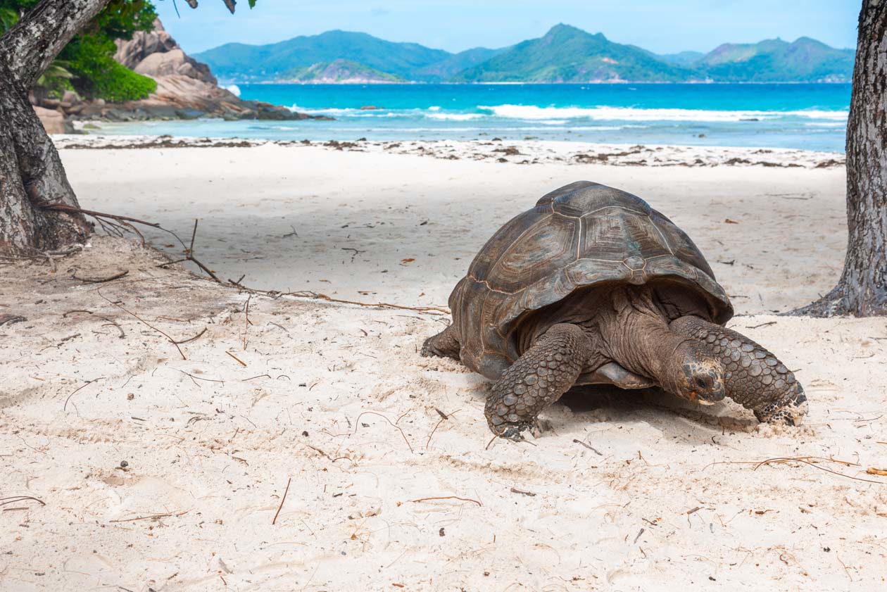 Tartarughe giganti, Seychelles Copyright © Sisterscom.com / Depositphotos