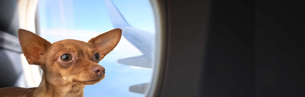 Animali domestici in volo con Eurowings