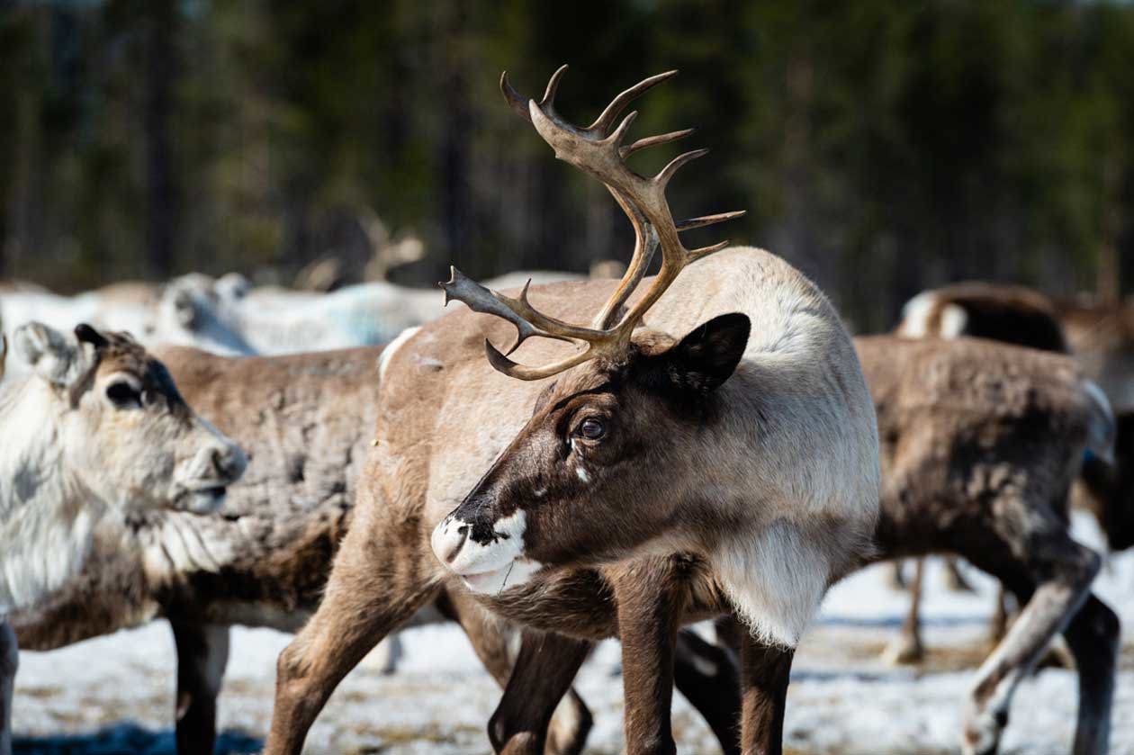 Renne Foto: Copyright © Swedish Lapland