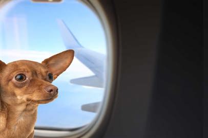 Animali domestici in volo con Eurowings