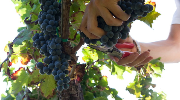 Cantine Aperte in Vendemmia